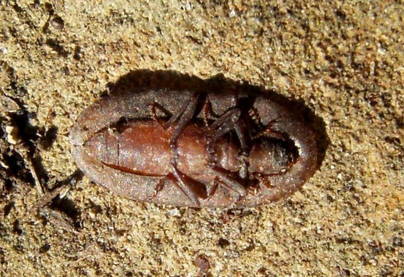 Cossyphus tauricus  (Tenebrionidae)